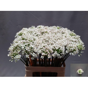 ALLIUM TUBEROSUM