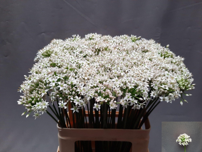 <h4>ALLIUM TUBEROSUM</h4>
