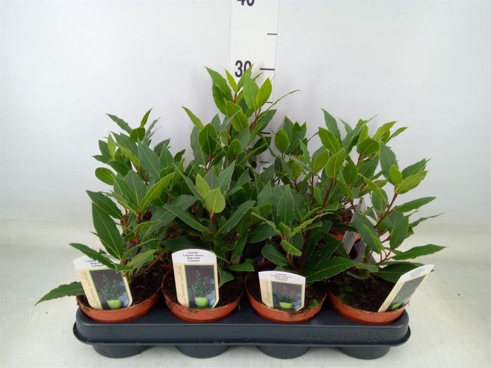 <h4>Laurus nobilis</h4>