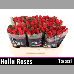 R GR TACAZZI+