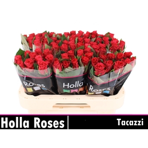 R GR TACAZZI+