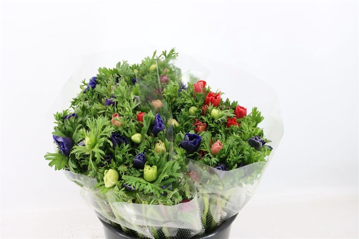 <h4>Anem Marianne Mixed</h4>