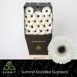 GE MI LIDO Diamond per kaart Mini