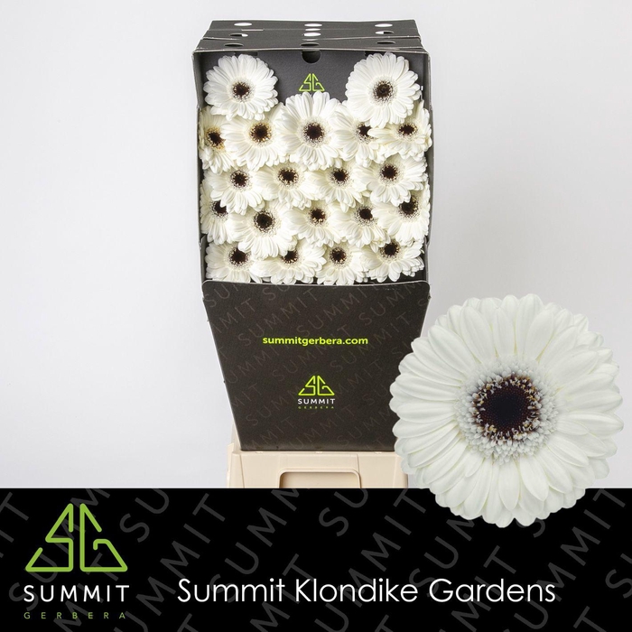 <h4>GE MI LIDO Diamond per kaart Mini</h4>