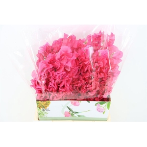 Lathyr Odor Hot Pink