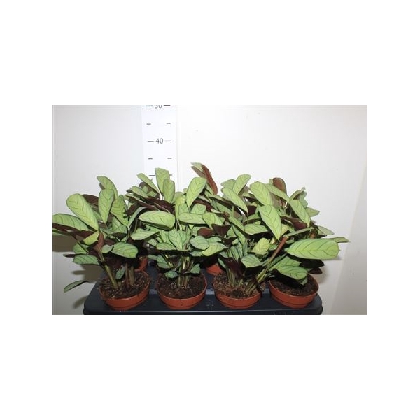 <h4>Ctenanthe Amagris</h4>