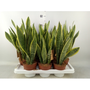 Sansevieria trifa. 'Laurentii'