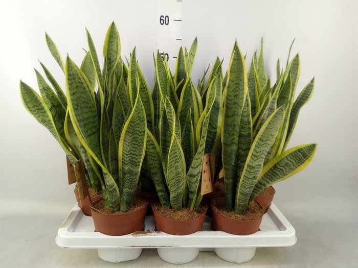 <h4>Sansevieria trifa. 'Laurentii'</h4>