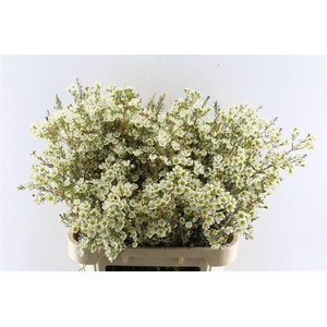 Chamelaucium Sirius White