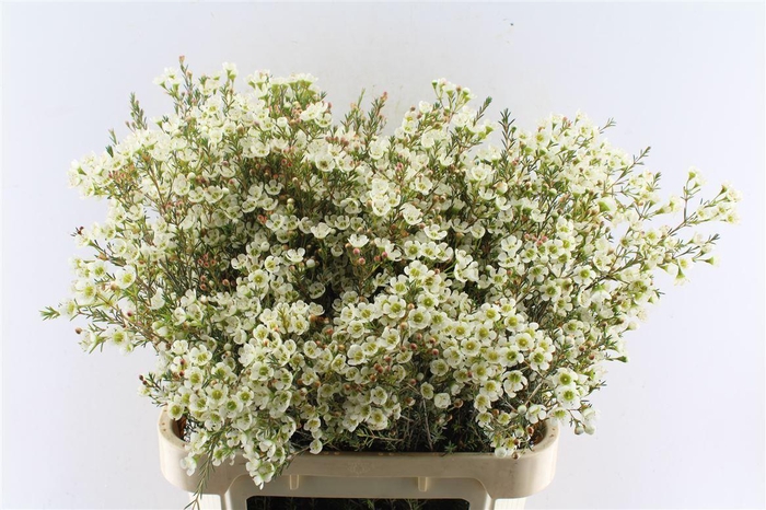 <h4>Chamelaucium Sirius White</h4>