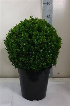 <h4>Buxu Sempervirens</h4>