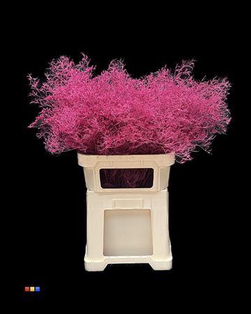 <h4>Limonium Cerise</h4>