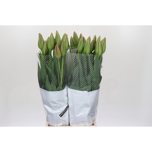 Tulipa (Frans) en La Romaine