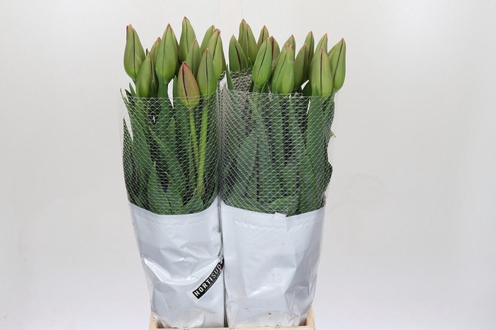 <h4>Tulipa (Frans) en La Romaine</h4>