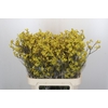 Anigozanthos Bush Down