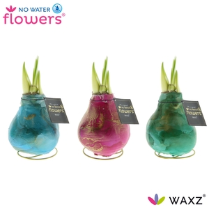 Hippeastrum Wax