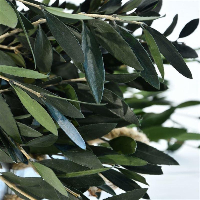 <h4>Olijftakken Gepreserveerd</h4>