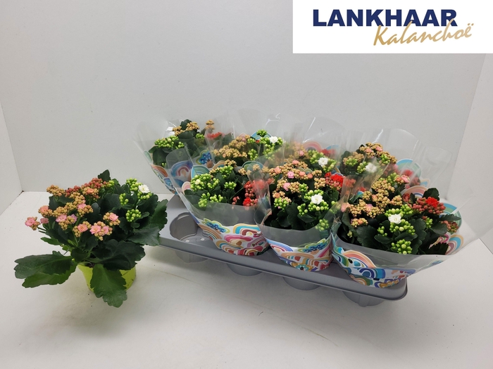 <h4>KAL GE GEM I POT</h4>