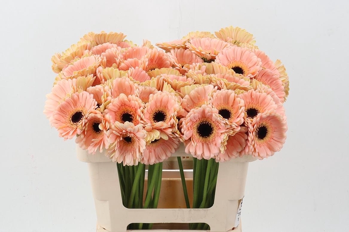 <h4>Ge Mi Espresso</h4>