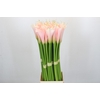 Zantedeschia Eydolls Salmon