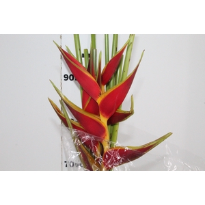 HELICONIA STRICTA TAGAM