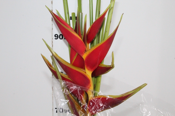 HELICONIA STRICTA TAGAM