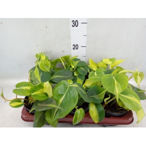 Philodendron scand. 'Brasil'