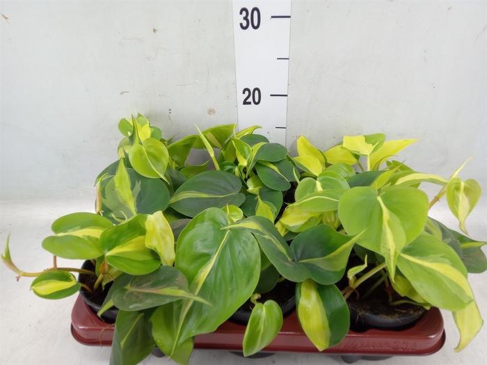 <h4>Philodendron scand. 'Brasil'</h4>