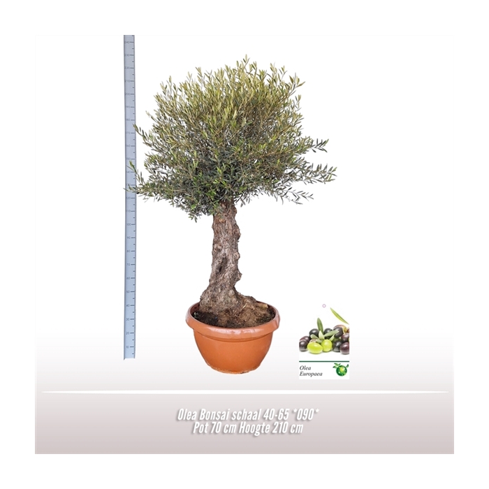 <h4>Olea Bonsai schaal 40-65 *090*</h4>