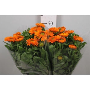 Calend Green Spot Or