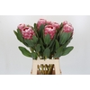 Protea Lady Di