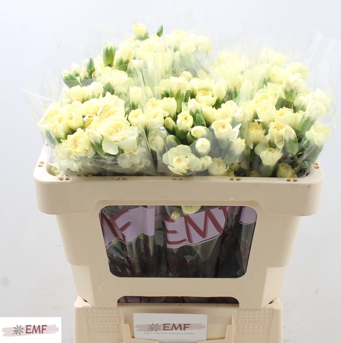 <h4>DI TR XANTHE</h4>