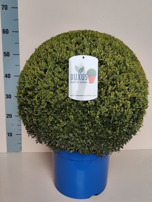 <h4>BUXU SEMPERVIRENS</h4>