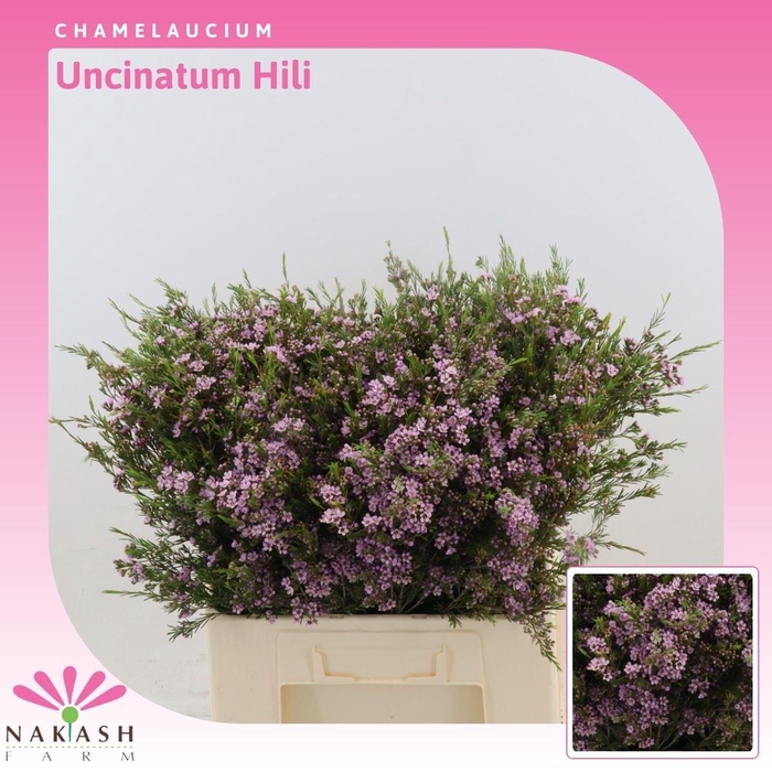 <h4>Chamelaucium Uncinatum 'hili'</h4>