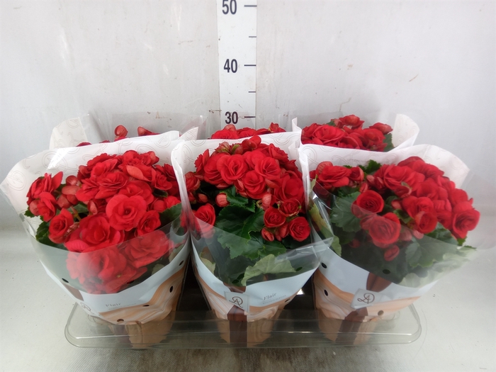 <h4>Begonia elat. DU 'Baladin'</h4>
