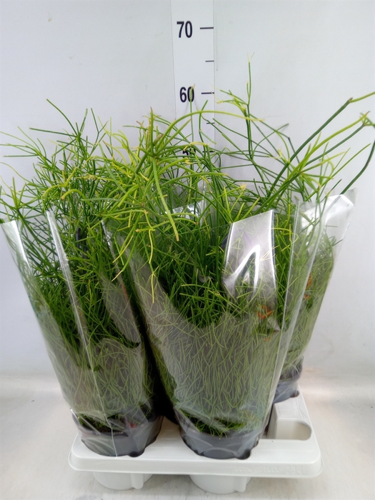 <h4>Rhipsalis baccifera 'Oasis'</h4>