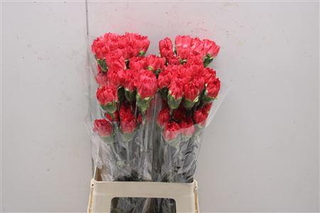 <h4>Di St K 342</h4>