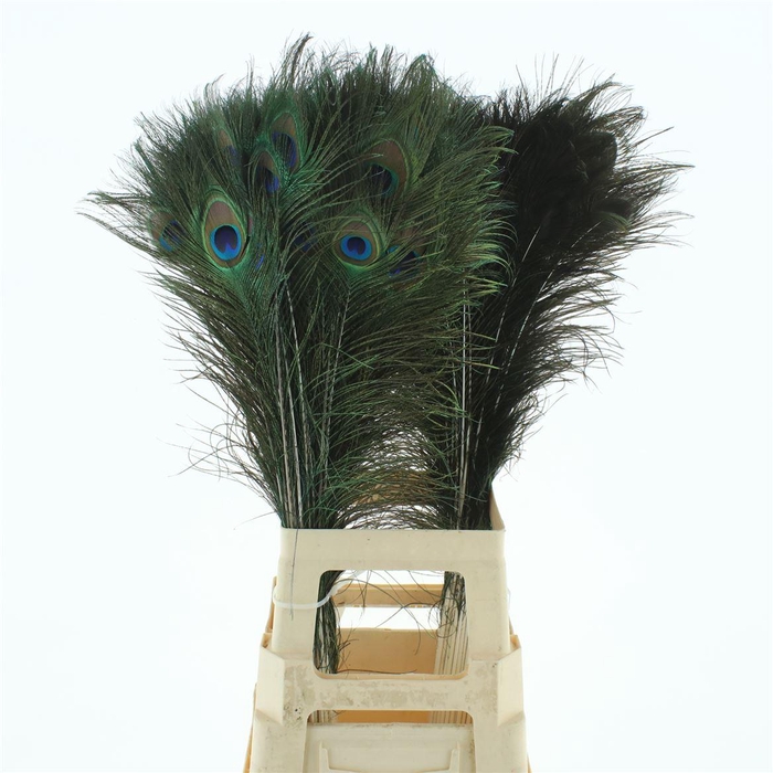 <h4>Pauwenveren H%</h4>