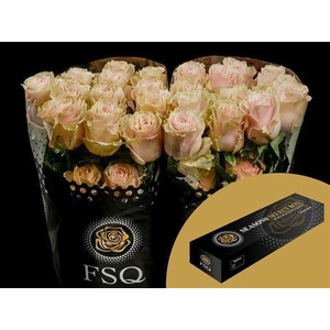 R Gr Pink Mondial Box