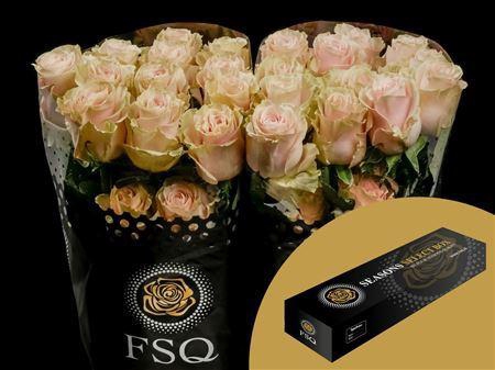 <h4>R Gr Pink Mondial Box</h4>