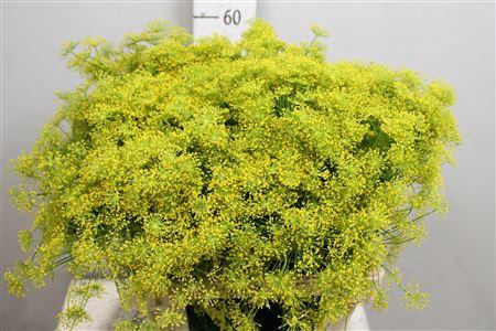 <h4>Anet Graveolens</h4>