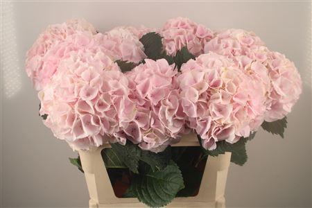 <h4>Hydr M My Beau Pinktouch</h4>