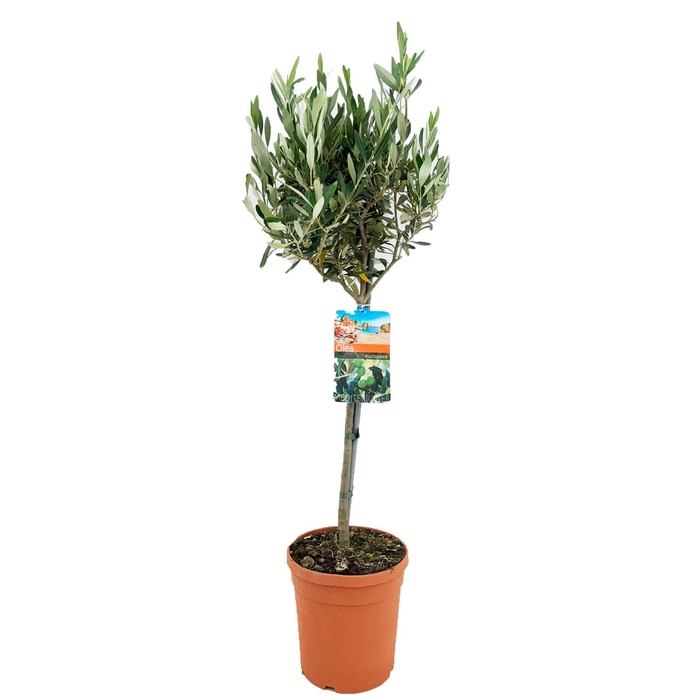 <h4>Olea europaea</h4>