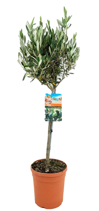 <h4>Olea europaea</h4>