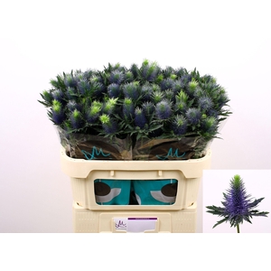 Eryngium Supernova Questar