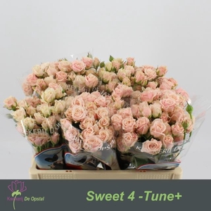 Rosa sp sweet 4 tune
