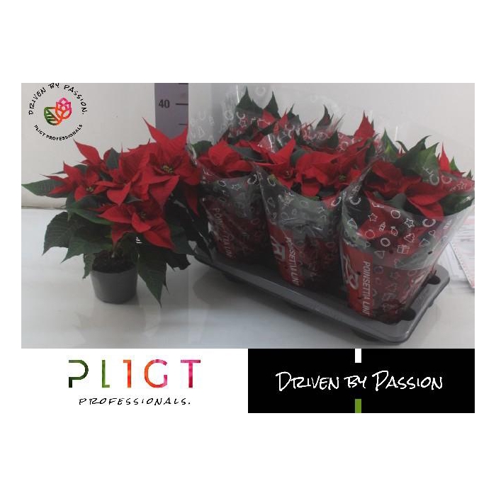 <h4>EUPHOR P CHR F RED</h4>