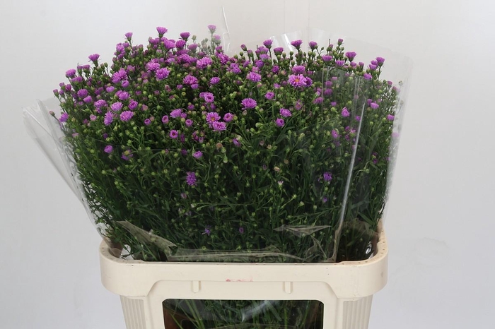 <h4>Aster Casarosa</h4>