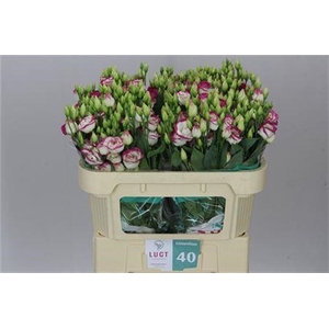 Eust Du Rosita Pink Picotee