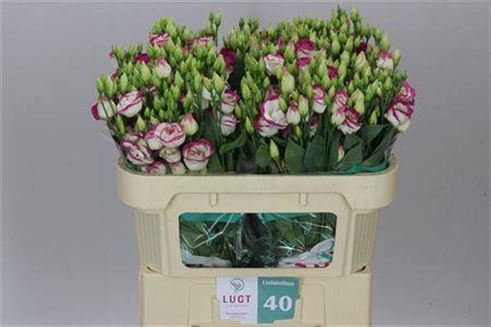 <h4>Eust Du Rosita Pink Picotee</h4>